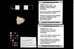 Foto (Objekt + Etikett) von Munidopsidae indet.  (NHMW-GEO-1990-0041-10153b)